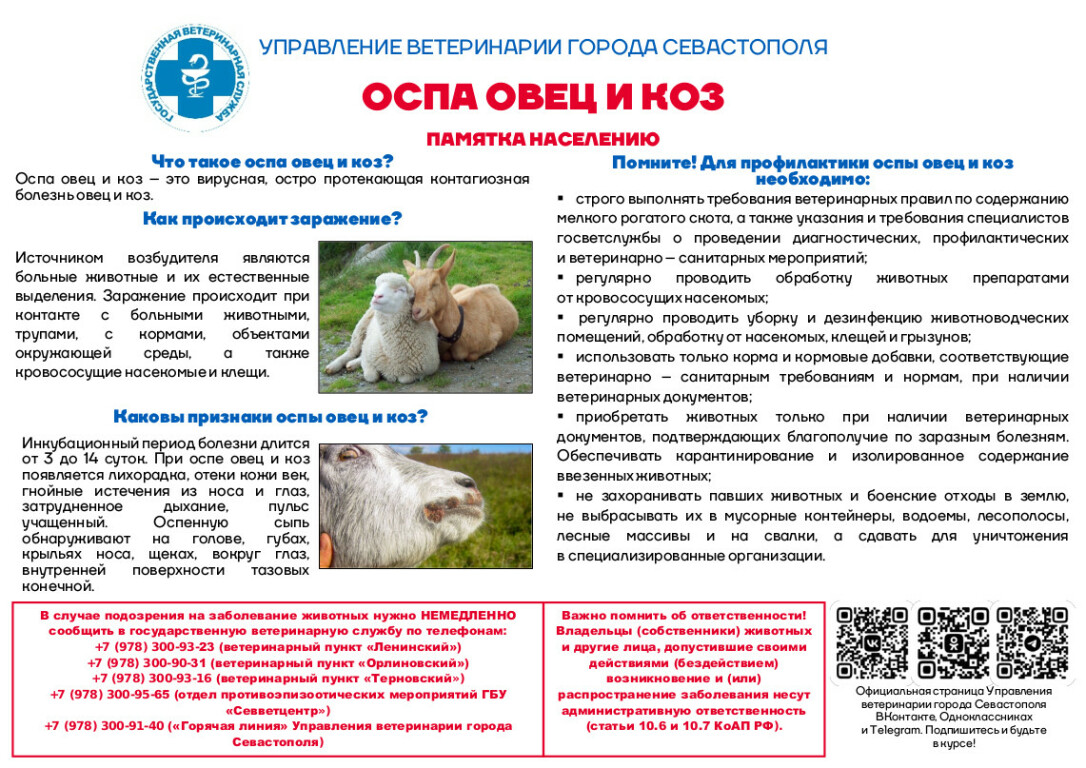 оспа овец и коз